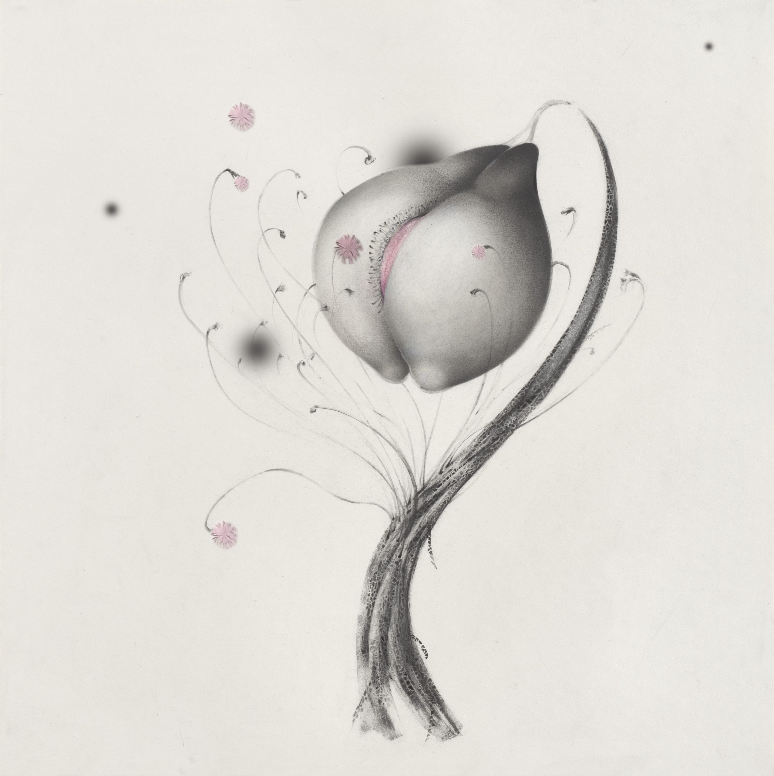Alice Baillaud, Serie Fleurs de chair, N°13, 40x40 cm, Graphite and Pastel rosa, 2018