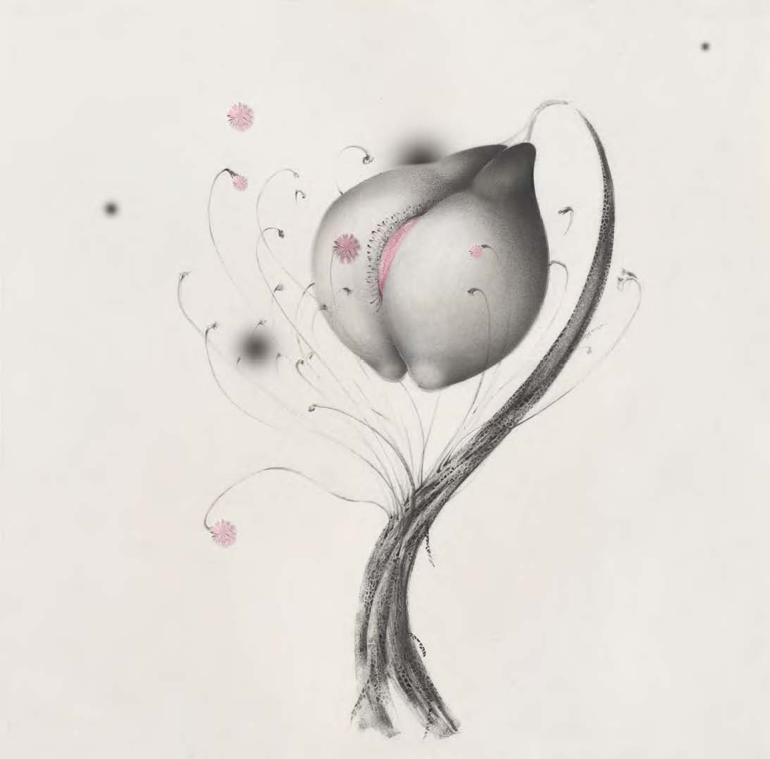 Alice Baillaud, Serie Fleurs de chair, N°13, 40x40 cm, Graphit and pastel pink, 2018