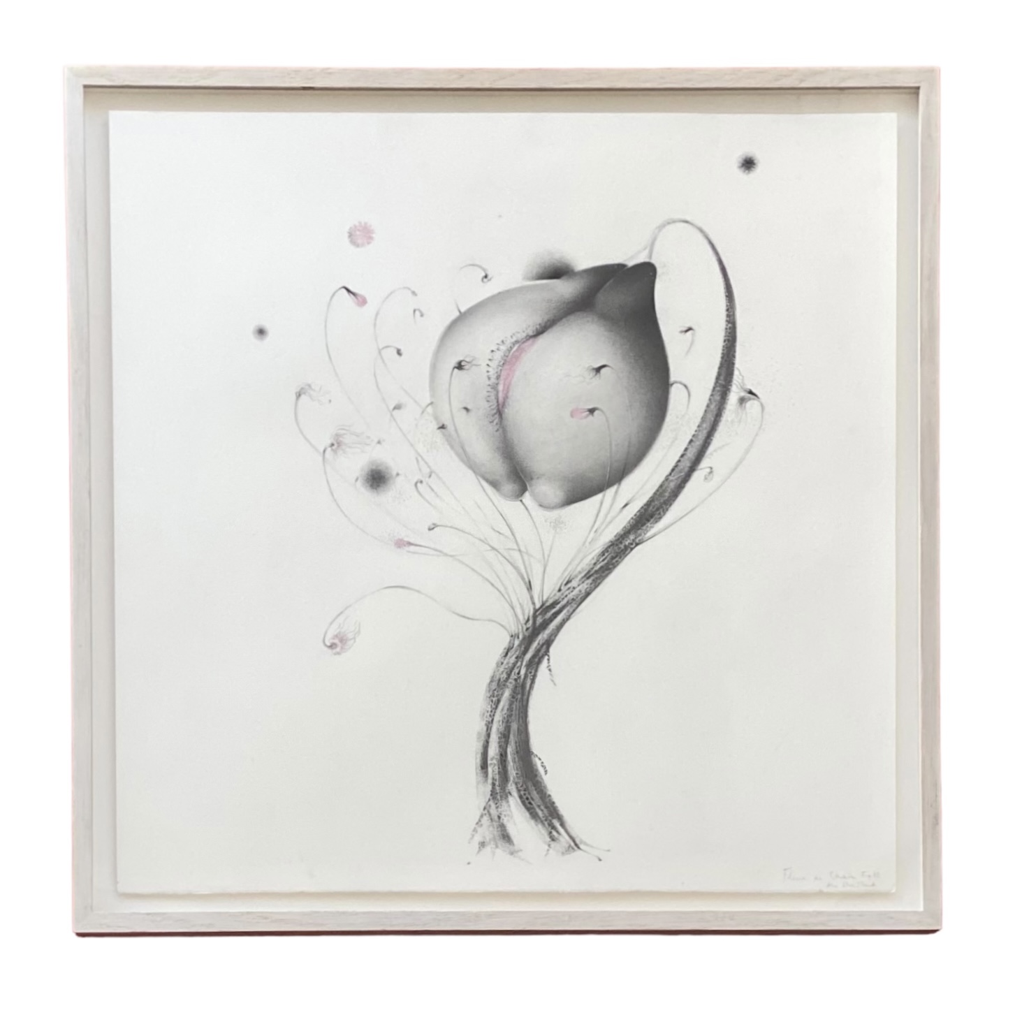 Alice Baillaud, Serie Fleurs de chair, N°12, 40x40 cm, Graphite and pastel pink, 2018